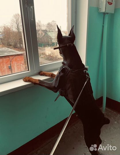 Отдам в добрые руки