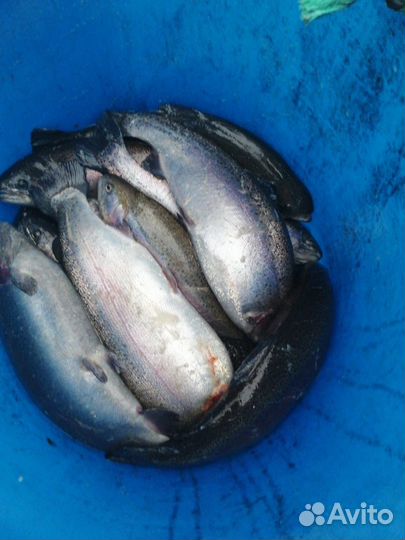 Живая рыба Форель