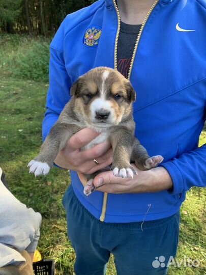 Щенки западно сибирской лайки