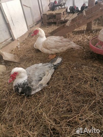 Домашние животные