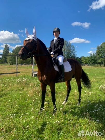 Лошадь в аренду