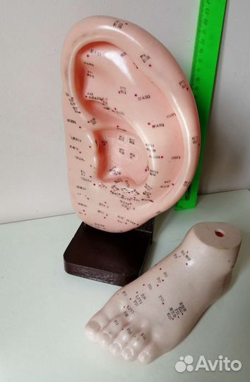 Модель уха с акопунктурными точками