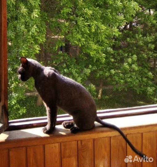 Кот в добрые руки