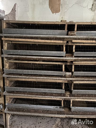 Клетки для перепелов