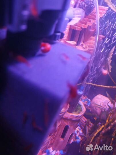 Улитки Мелании, Креветки, улитки Катушки