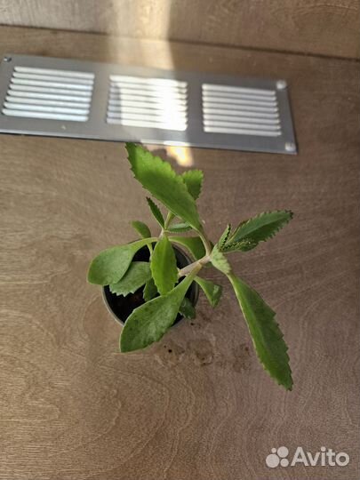 Замиокулькас, фикус бенджамина, панданус и др