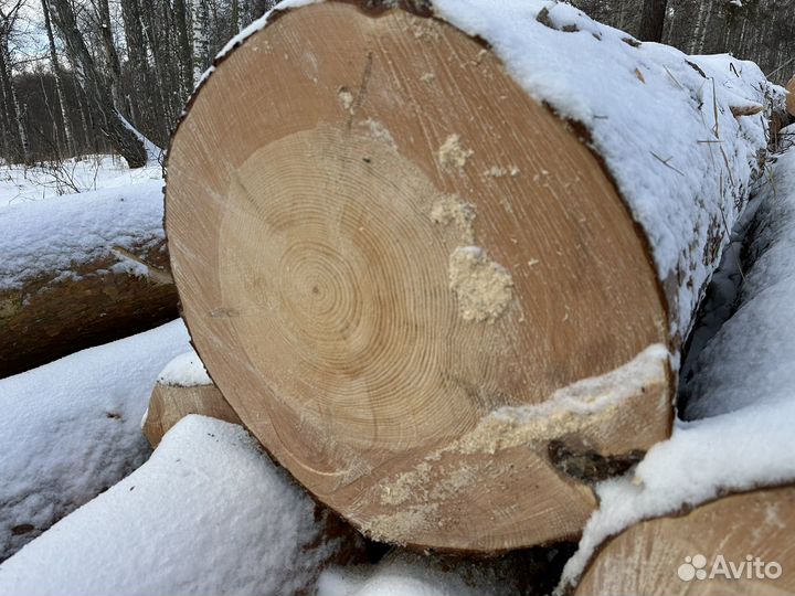 Лес кругляк сосна