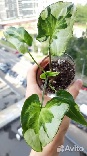 Сингониум три короля