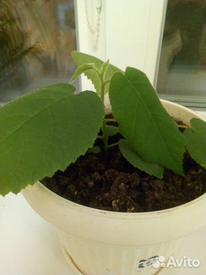 Саженцы киви