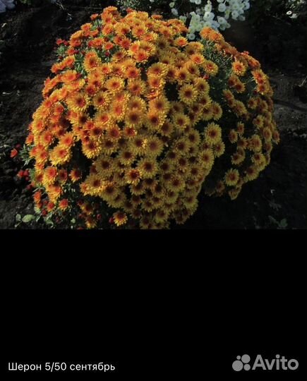 Хризантема мультифлора