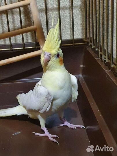 Попугай корелла