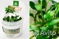 Меристемные растения