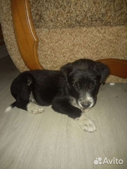 Щенок в добрые руки