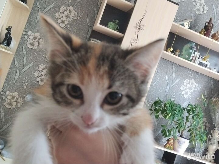 Кошка