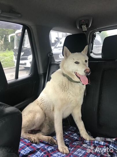 Собака лайка