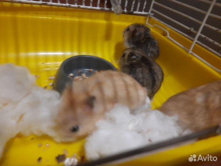 Джунгарский хомяк