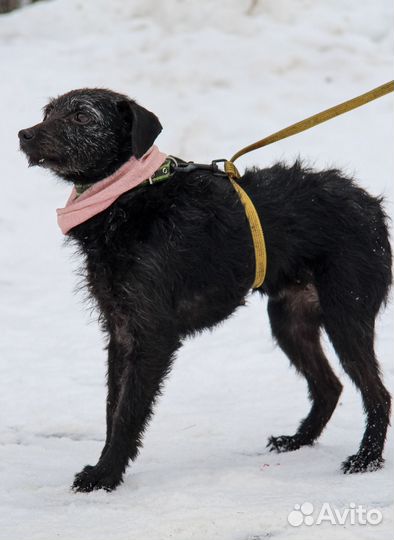 Собачка в дар беплатно