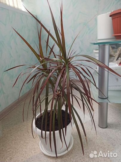 Комнатные цветы драцена