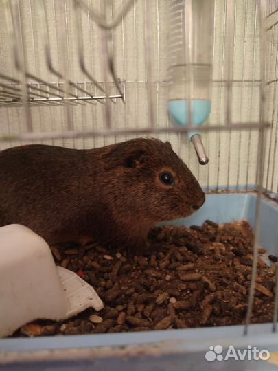 Морская свинка с клеткой бесплатно