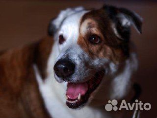 Большой и добрый пес по имени рэкс