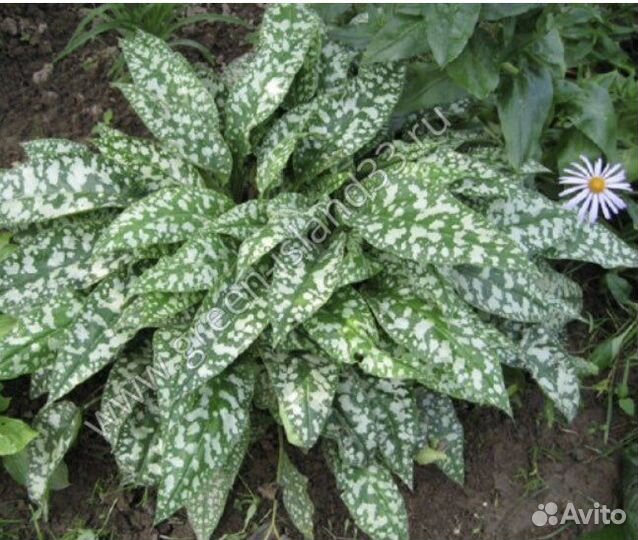 Медуница сахарная