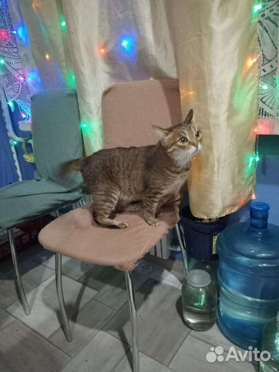 Кот