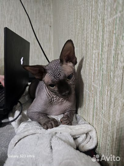 Канадский сфинкс Вязка