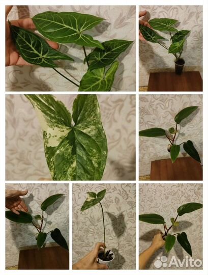 Комнатные цветы красивые растения