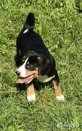 Плюшевый щенок энтлебухера зенненхунда