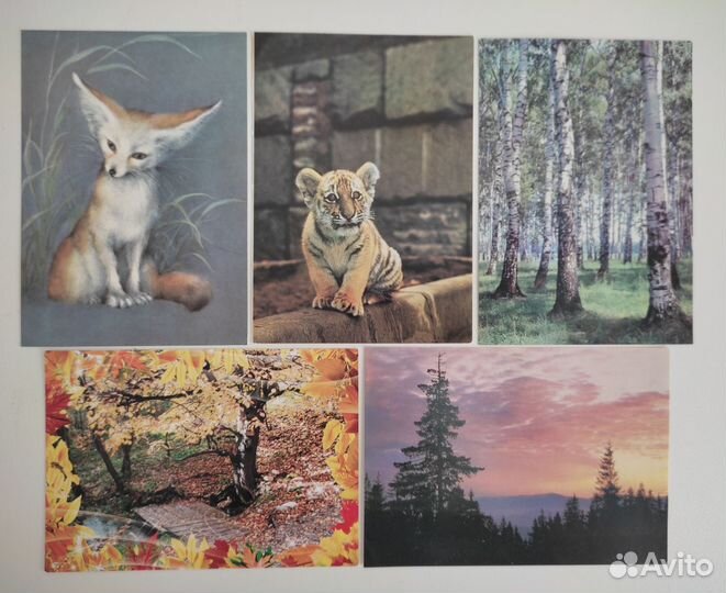 Открытки птицы природа