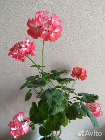 Пеларгония герань в горшке