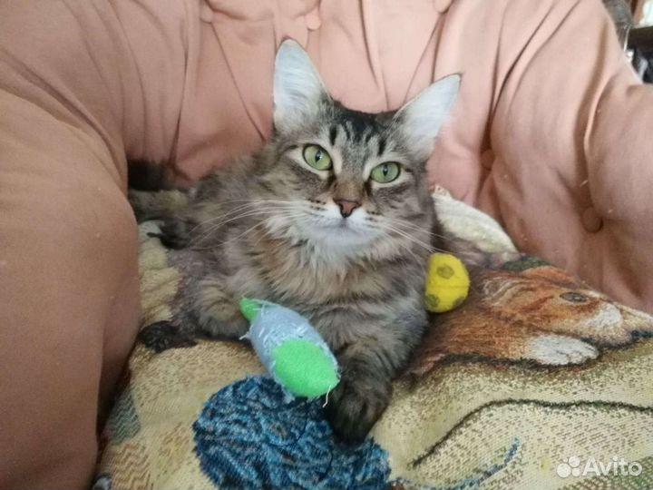Пушистая зеленоглазая кошечка ищет дом