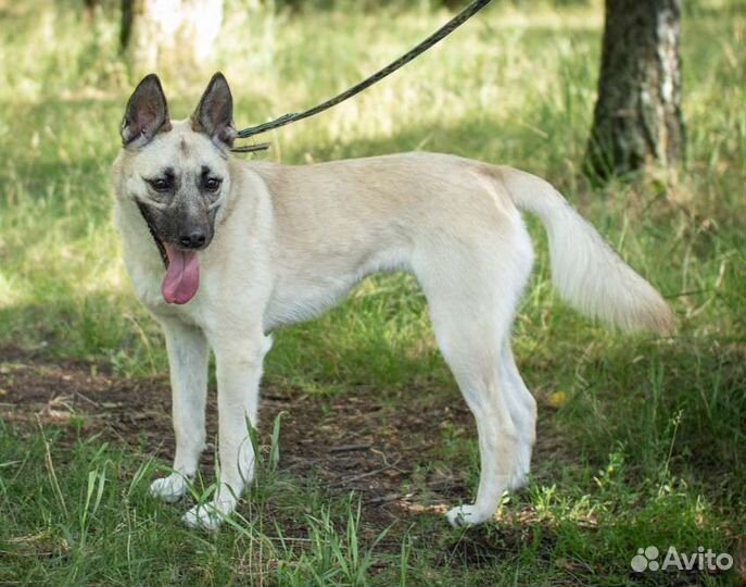 Красавица собака ищет любящих хозяев