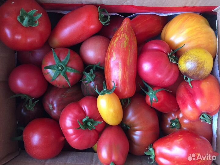 Семена томатов купить в Киржаче | Товары для дома и дачи | Авито