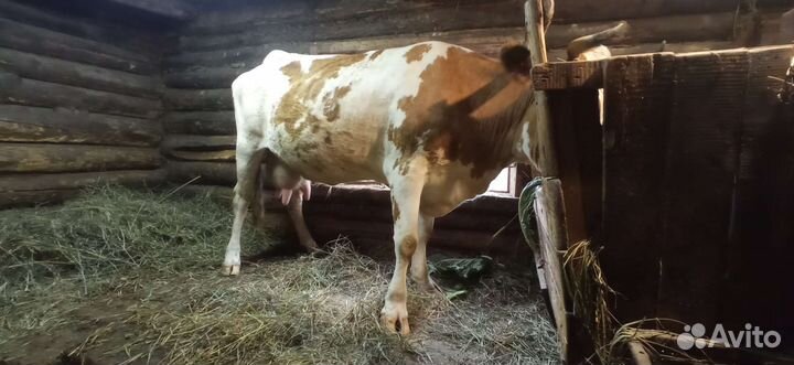 Продается дойная корова