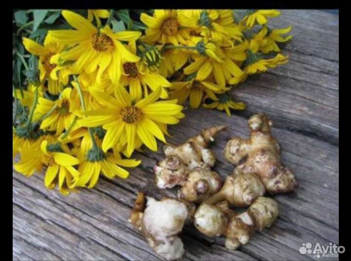 Топинамбур бесплатно