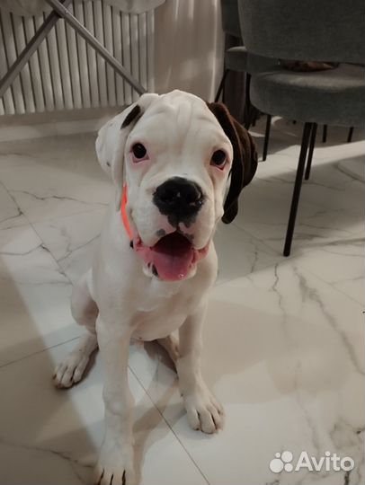 Танго ищет дом