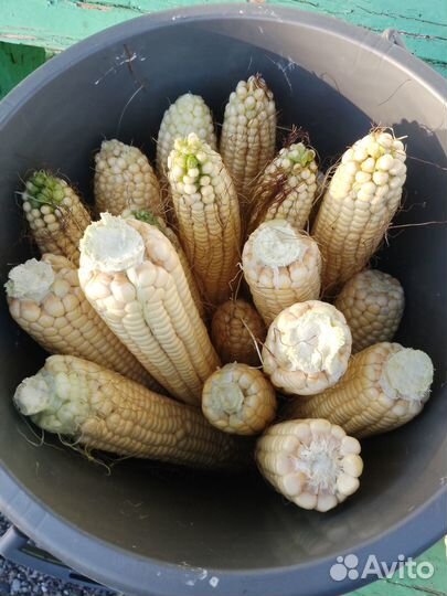 Продам кукурузу