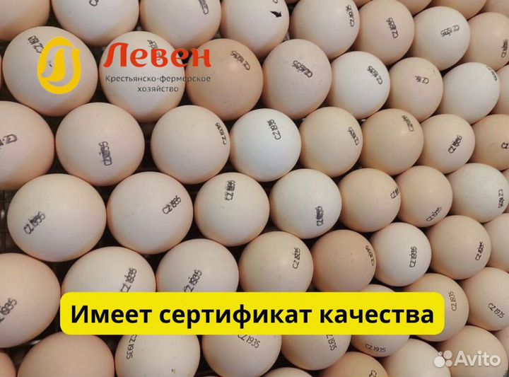 Инкубационное яйцо бройлер из Европы