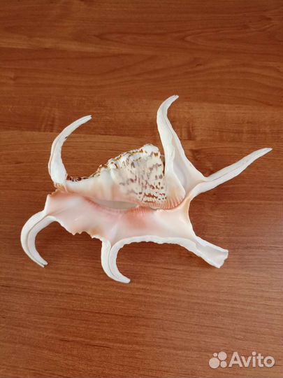 Натуральная ракушка
