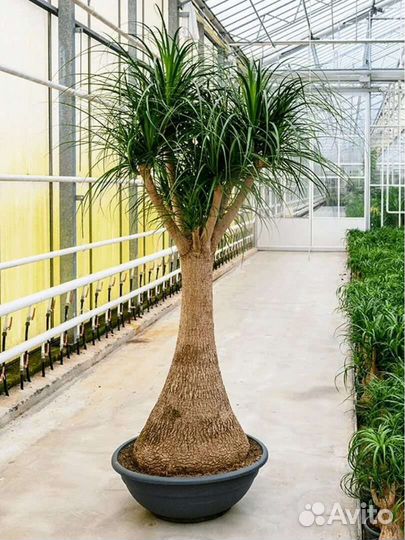 Бокарнея нолина, бутылочное дерево