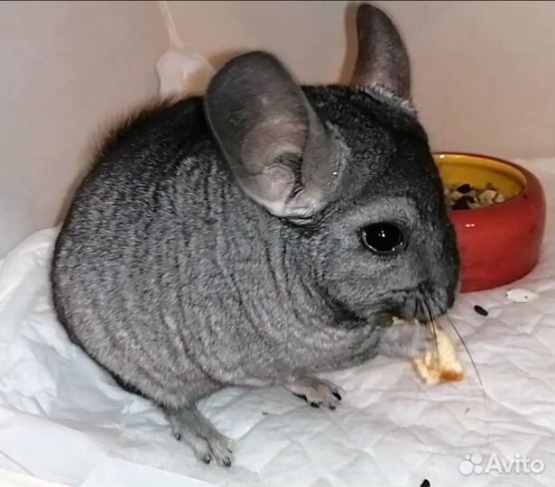 Домашний питомник предлагает ручных шиншилл