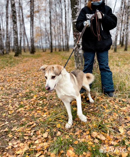 Спасите собачку из приюта