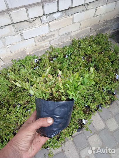 Саженцы черники