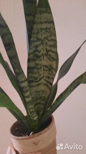 Сансевиерия