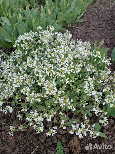 Цветок Арабис многолетний