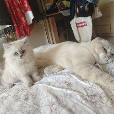 Шотландский прямоухий длинношёрстный котёнок