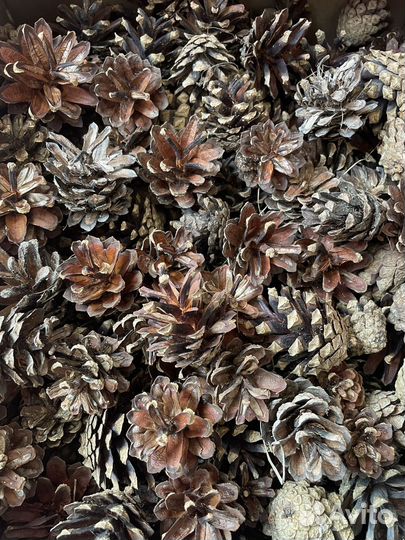 Шишки сосновые