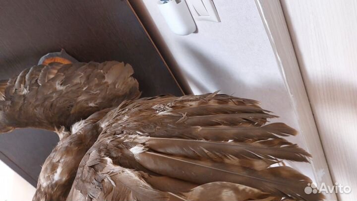 Чучело хищной птицы имитация