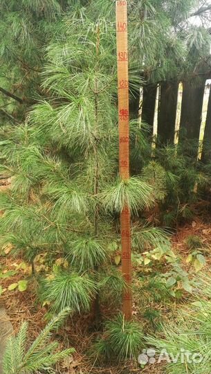 Саженцы сибирского кедра и пихты